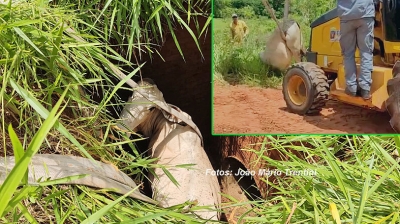 Bombeiros salvam novilha usando mangueiras e trator