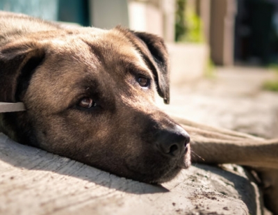 Agora é lei! Veterinários terão que denunciar casos de maus tratos aos animais