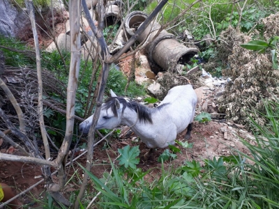 Bombeiros resgatam lagarto e cavalo em Marília