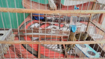 PM ambiental resgata pássaros em cativeiro