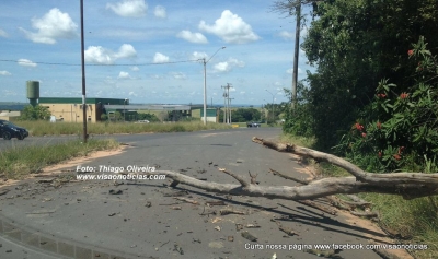 Abelhas atacam moradores na zona Norte