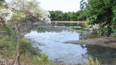 Lago do Jardim Aquarius passa por limpeza e revitalização da área