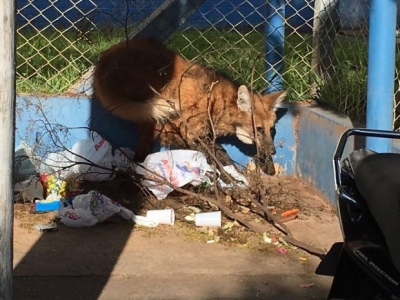 Lobo-guará é flagrado andando por ruas na região