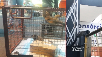 Macacos aparecem em plena av. Sampaio Vidal e dão trabalho para Bombeiros