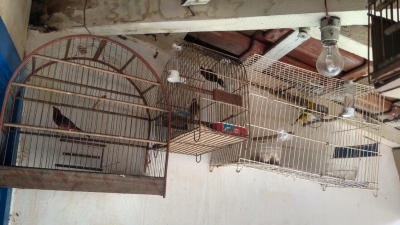 Polícia Ambiental de Marília impede tráfico de aves silvestres na região