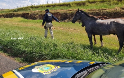 Animais soltos na BR-153 em Marília preocupam a PRF
