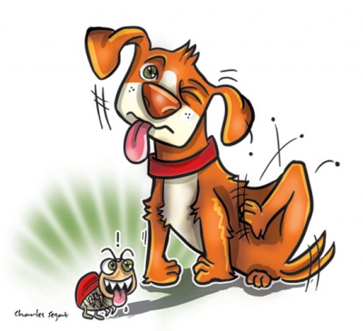 Como Eliminar Pulgas em Cães e Gatos