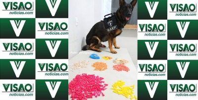 Canil prende homem vendendo drogas debaixo de árvore na Vila Hípica