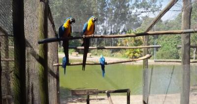 TRÁFICO DE ANIMAIS: Educação Ambiental e estrutura de apoio são essenciais