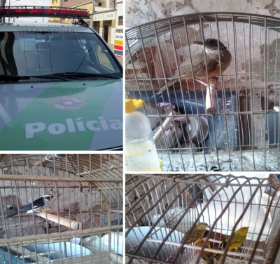 Polícia Ambiental resgata pássaros mantidos em cativeiro
