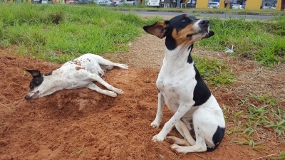 Cachorra volta ao lar após 