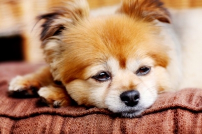 Descubra tudo sobre o câncer em cães