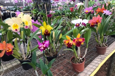 Exposição de orquídeas e suculentas será neste fim de semana em Marília