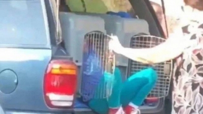 Mulher é presa por transportar netos em caixas para cães