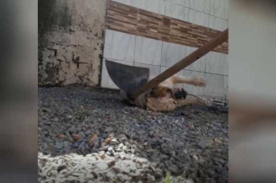 Homem que filmou a si próprio matando um cão com enxada está foragido