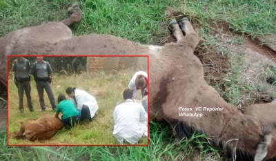 Crueldade: animal é sacrificado após maus tratos