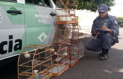 Polícia apreende pássaros silvestres na região