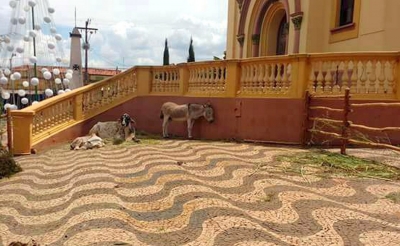 Prefeitura usa animais vivos em presépio ao ar livre e causa polêmica