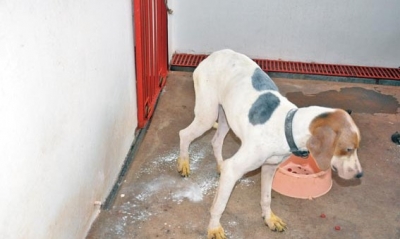 Saúde mantém ações de controle à leishmaniose e diálogo com conselhos de Veterinária