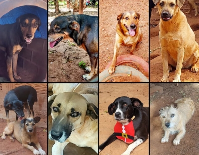 Ataque de abelhas mata nove cães em abrigo