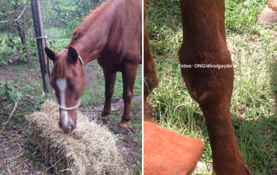 ONG denuncia maus tratos e cavalo é resgatado