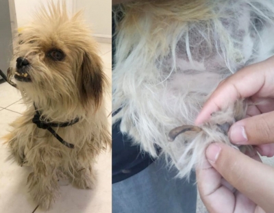 Mulher é presa por maus tratos a animais na zona sul