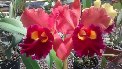 Exposição Nacional de Orquídeas em Marília