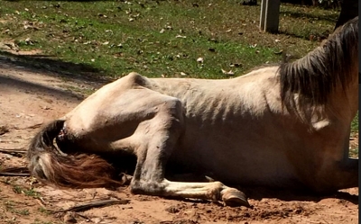 Prefeitura de Marília resgata dois cavalos em extrema situação de maus tratos