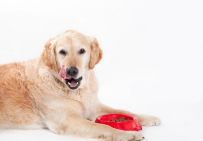 Seis alimentos perigosos para cachorros