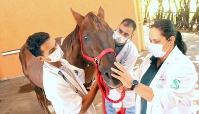 Mestrado Profissional em Saúde Animal da Unimar tem inscrições abertas