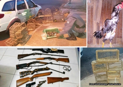 Polícia apreende armas e animais silvestres