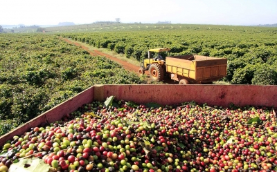 Garça busca reconhecimento como referência na produção de café