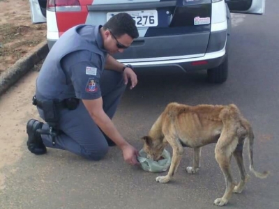 Policial para viatura e alimenta cachorro. Foto viraliza