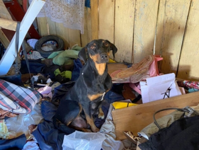 Homem é preso em flagrante após abusar de cachorra e maltratar filhotes