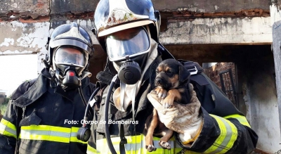 HERÓIS, COMO SEMPRE! Bombeiros salvam cabrito em poço e cãozinho em incêndio