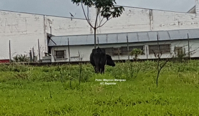 Rapaz que sofreu grave acidente com animal na pista revive o drama