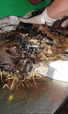 Cachorro é encontrado com pixe sobre o corpo