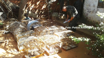 Polícia Ambiental faz operação e aplica multas de R$ 100 mil