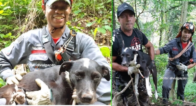 Após 27 dias, finalmente cachorrinha é resgatada de penhasco