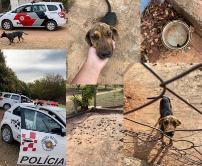 Após denúncia, cadelas vítimas de maus-tratos são resgatadas por ONG em Marília
