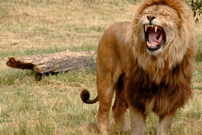 Caçador ilegal morre pisoteado por elefante e é devorado por leões