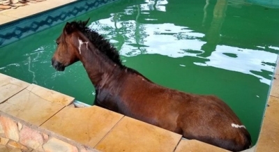 Bombeiros resgatam cavalo que caiu dentro de piscina