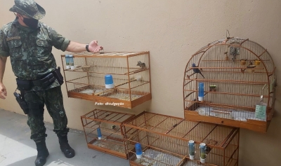Criadores de pássaros são multados pela Polícia Ambiental, na região