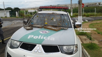 Rapaz é multado em R$ 2 mil por manter pássaros em gaiolas