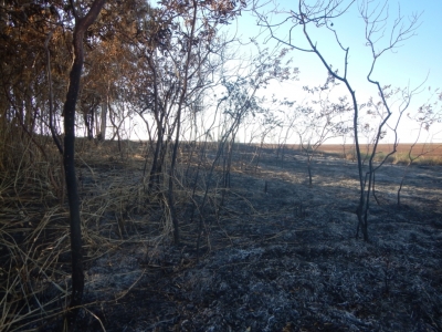 Queima ilegal atinge área de preservação permanente 