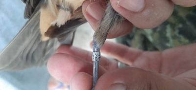 Ambiental flagra aves em cativeiros e aplica multas que chegam a R$ 10 mil