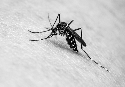 Bauru registra quase 16 mil casos de dengue em 2019