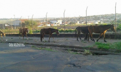 Animais soltos pelas ruas preocupam população