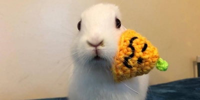 Coelhinha que nasceu sem orelhas ganha próteses de crochê