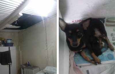 Bandidos invadem casa e furtam cachorro